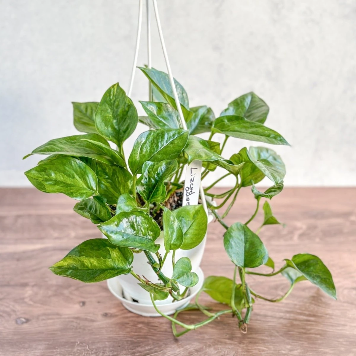 Epipremnum Aureum 'Lizard Queen' - Lizard Queen Pothos Hanging Basket 5 Epipremnum Aureum 'Lizard Queen' - Lizard Queen Pothos Hanging Basket - Image 3