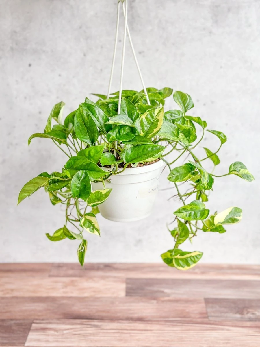 Epipremnum Aureum 'Lizard Queen' - Lizard Queen Pothos Hanging Basket 4 Epipremnum Aureum 'Lizard Queen' - Lizard Queen Pothos Hanging Basket - Image 2