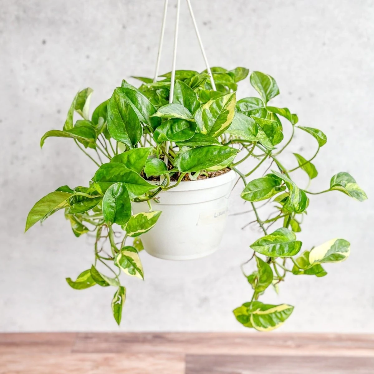Epipremnum Aureum 'Lizard Queen' - Lizard Queen Pothos Hanging Basket 3 Epipremnum Aureum 'Lizard Queen' - Lizard Queen Pothos Hanging Basket