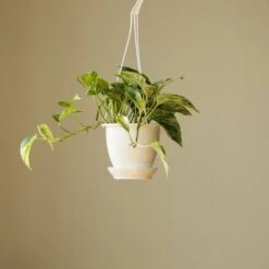 Epipremnum Aureum 'Marble Queen' Pothos Hanging Basket -Eds Plant Shop epipremnum aureum marble queen pothos hanging basket various sizes 100914