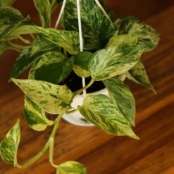 Epipremnum Aureum 'Marble Queen' Pothos Hanging Basket -Eds Plant Shop epipremnum aureum marble queen pothos hanging basket various sizes 159656
