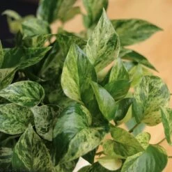 Epipremnum Aureum 'Marble Queen' Pothos -Eds Plant Shop epipremnum aureum marble queen pothos various sizes 407793