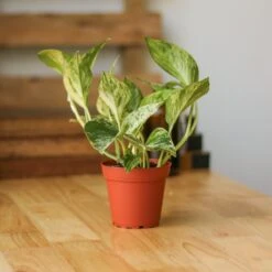 Epipremnum Aureum 'Marble Queen' Pothos -Eds Plant Shop epipremnum aureum marble queen pothos various sizes 600928