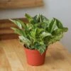 Epipremnum Aureum 'Marble Queen' Pothos -Eds Plant Shop epipremnum aureum marble queen pothos various sizes 628249