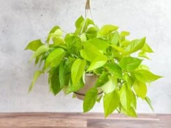 Epipremnum Aureum 'Neon' Pothos - Hanging Basket 7 Epipremnum Aureum 'Neon' Pothos - Hanging Basket -Eds Plant Shop epipremnum aureum neon pothos hanging basket 346176