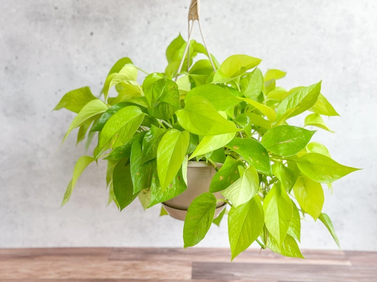 Epipremnum Aureum 'Neon' Pothos - Hanging Basket 5 Epipremnum Aureum 'Neon' Pothos - Hanging Basket - Image 3