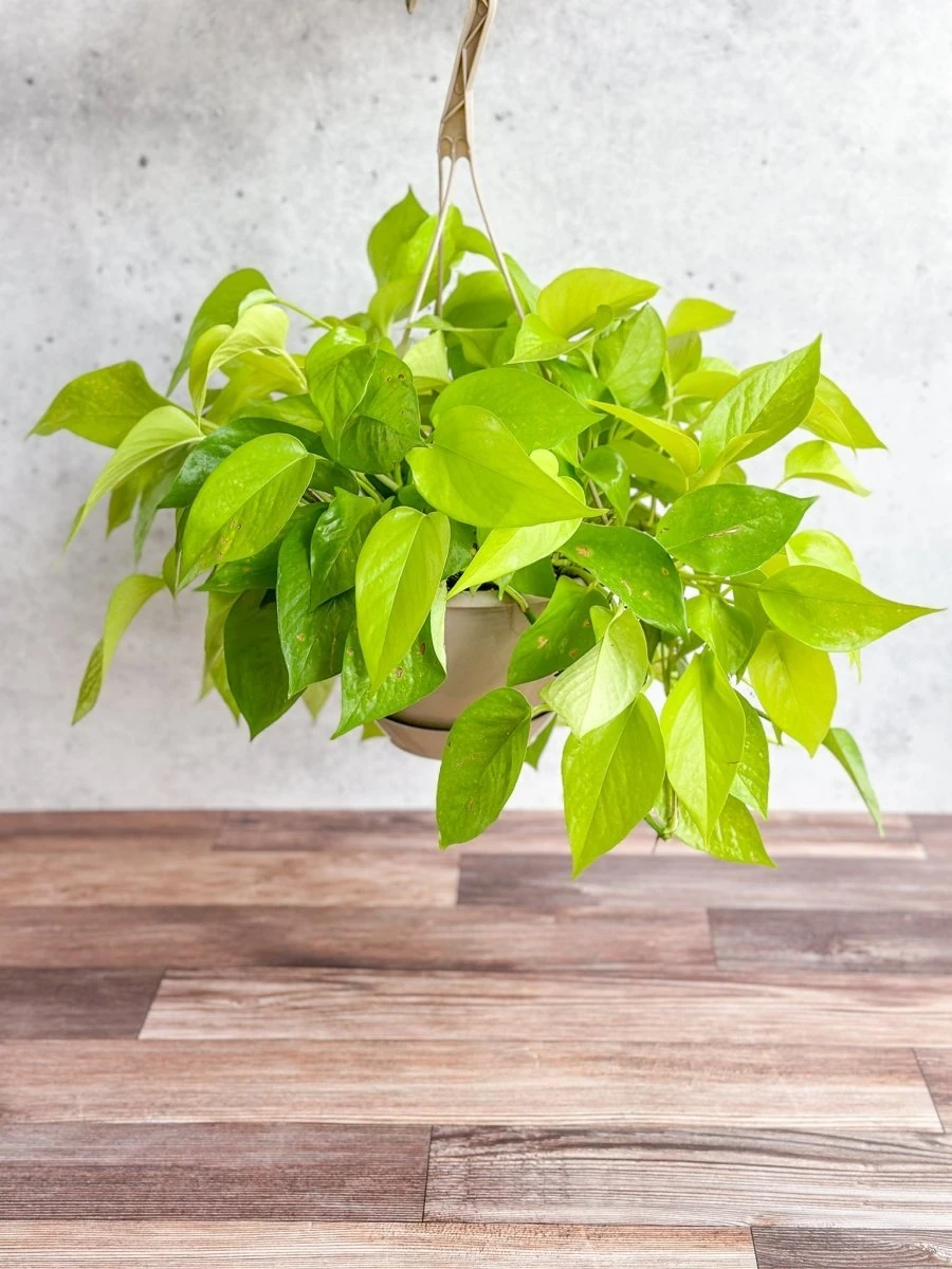 Epipremnum Aureum 'Neon' Pothos - Hanging Basket 4 Epipremnum Aureum 'Neon' Pothos - Hanging Basket - Image 2