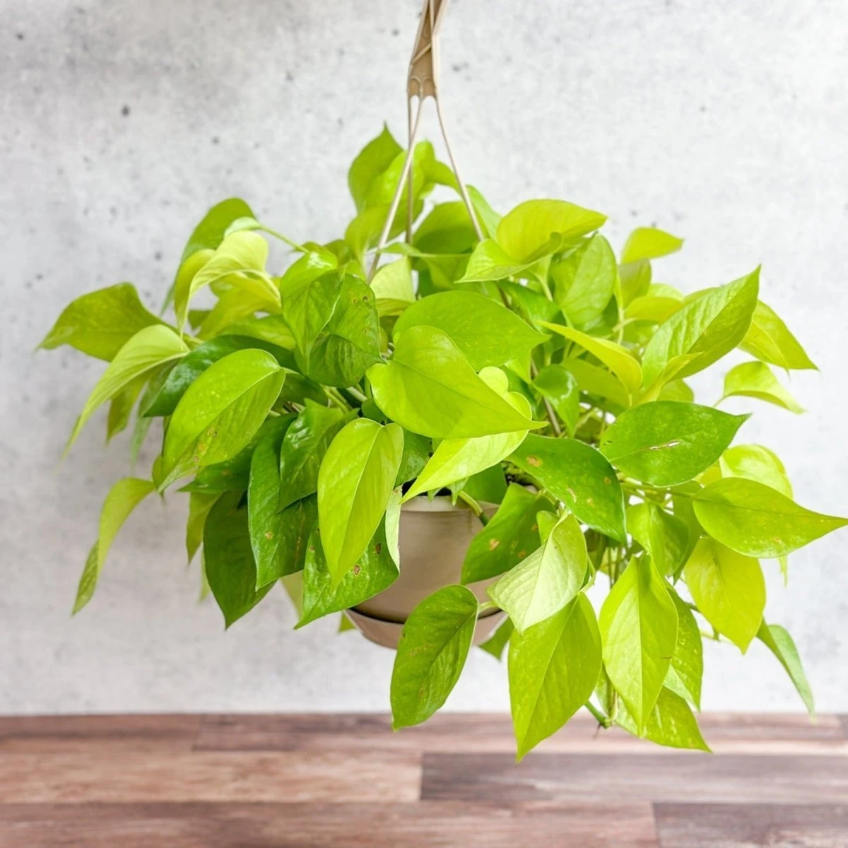Epipremnum Aureum 'Neon' Pothos - Hanging Basket 3 Epipremnum Aureum 'Neon' Pothos - Hanging Basket