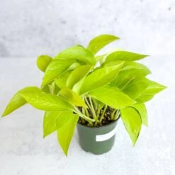 Epipremnum Aureum 'Neon' Pothos -Eds Plant Shop epipremnum aureum neon pothos various sizes 881281