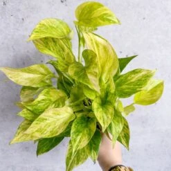 Epipremnum Aureum 'Neon Queen' Pothos