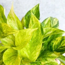 Epipremnum Aureum 'Neon Queen' Pothos -Eds Plant Shop epipremnum aureum neon queen pothos various sizes 523969
