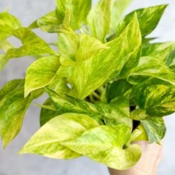 Epipremnum Aureum 'Neon Queen' Pothos -Eds Plant Shop epipremnum aureum neon queen pothos various sizes 606023