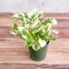 Epipremnum Aureum 'Pearls And Jade' Pothos