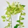 Epipremnum Aureum - ‘Snow Queen’ Pothos Hanging Basket -Eds Plant Shop epipremnum aureum snow queen pothos various sized hanging basket 828494