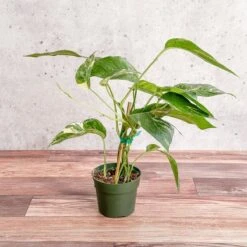 Epipremnum Pinnatum Albo - Rare Variegated Pothos