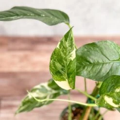 Epipremnum Pinnatum Albo - Rare Variegated Pothos -Eds Plant Shop epipremnum pinnatum albo rare variegated pothos 803110
