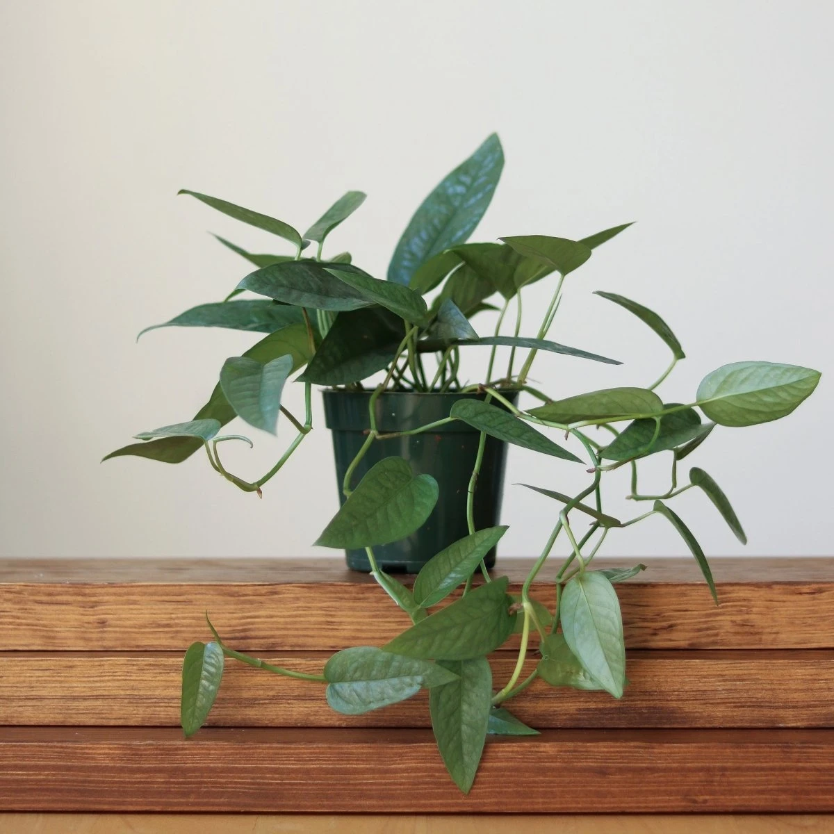 Epipremnum Pinnatum 'Cebu Blue' 4 Epipremnum Pinnatum 'Cebu Blue' - Image 2