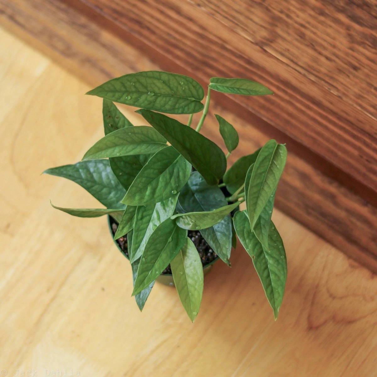 Epipremnum Pinnatum 'Cebu Blue' 5 Epipremnum Pinnatum 'Cebu Blue' - Image 3