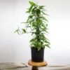 Epipremnum Pinnatum 'Gold Flame' Floor Plant -Eds Plant Shop epipremnum pinnatum gold flame floor plant 482473