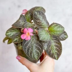 Episcia ‘Pink Panther’ – Pink-Variegated Flame Violet -Eds Plant Shop episcia pink panther pink panther false violet 312080
