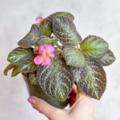 Episcia ‘Pink Panther’ – Pink-Variegated Flame Violet -Eds Plant Shop episcia pink panther pink panther false violet 990903