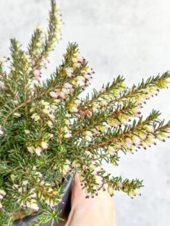 Erica Carnea - Flowering Heather -Eds Plant Shop erica carnea pink flowering heather 842945
