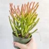 Euphorbia Tirucalli - Firestick Cactus - Red Blaze 2 Euphorbia Tirucalli - Firestick Cactus - Red Blaze -Eds Plant Shop euphorbia tirucalli firestick cactus red blaze various sizes 344916