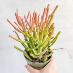 Euphorbia Tirucalli - Firestick Cactus - Red Blaze -Eds Plant Shop euphorbia tirucalli firestick cactus red blaze various sizes 860330