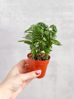 Euphorbia Tithymaloides - Devils Backbone - 3 Inch -Eds Plant Shop euphorbia tithymaloides devils backbone 3 inch 402070