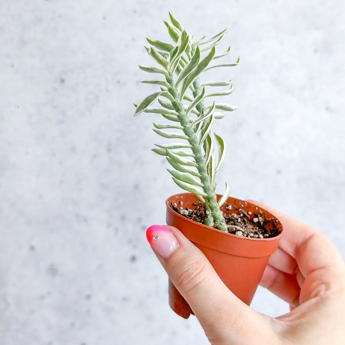 Euphorbia Tithymaloides Variegata - Variegated Devils Backbone -2 Inch 6 Euphorbia Tithymaloides Variegata - Variegated Devils Backbone -2 Inch - Image 4