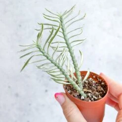 Euphorbia Tithymaloides Variegata - Variegated Devils Backbone -2 Inch 12 Euphorbia Tithymaloides Variegata - Variegated Devils Backbone -2 Inch -Eds Plant Shop euphorbia tithymaloides variegata variegated devils backbone 2 inch 760612