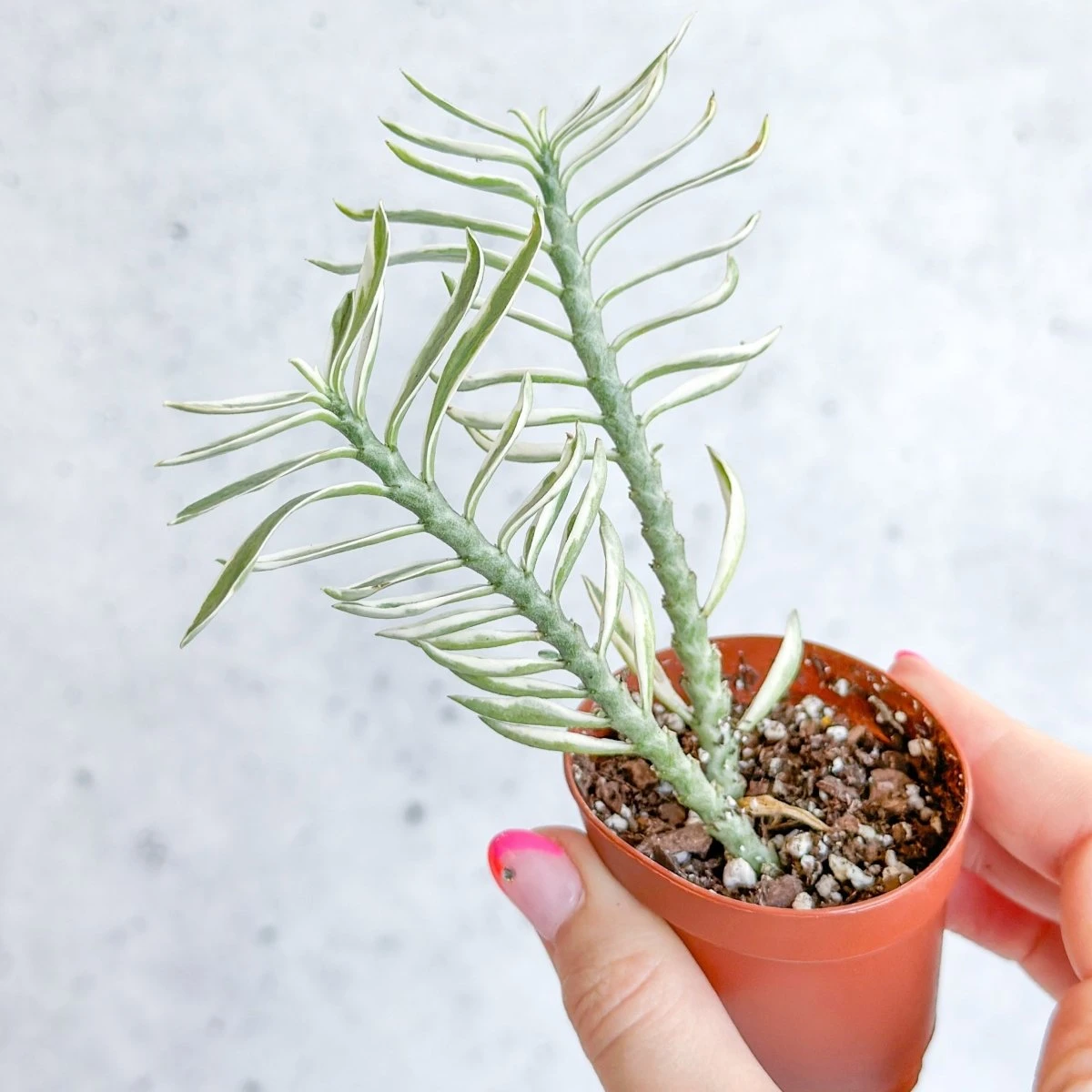 Euphorbia Tithymaloides Variegata - Variegated Devils Backbone -2 Inch 7 Euphorbia Tithymaloides Variegata - Variegated Devils Backbone -2 Inch - Image 5