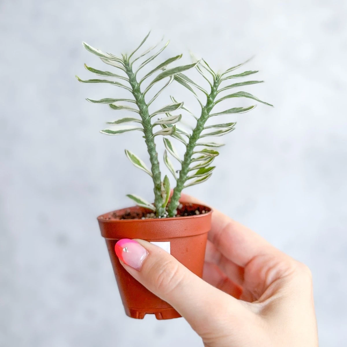 Euphorbia Tithymaloides Variegata - Variegated Devils Backbone -2 Inch 4 Euphorbia Tithymaloides Variegata - Variegated Devils Backbone -2 Inch - Image 2