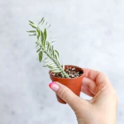 Euphorbia Tithymaloides Variegata - Variegated Devils Backbone -2 Inch 13 Euphorbia Tithymaloides Variegata - Variegated Devils Backbone -2 Inch -Eds Plant Shop euphorbia tithymaloides variegata variegated devils backbone 2 inch 918824