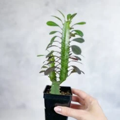 Euphorbia Trigonia ‘Rubra’ - Red African Milk Tree -Eds Plant Shop euphorbia trigonia rubra red african milk tree various sizes 272527