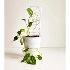 Evil Eye Houseplant Trellis -Eds Plant Shop evil eye houseplant trellis 265641