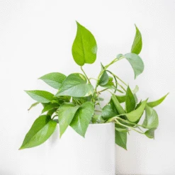 Monstrella - Wall Mounted Plant Support For Climbing Vines -Eds Plant Shop ezgif.com gif maker