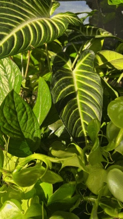 Kelp Mist -Eds Plant Shop ezgif.com gif maker 14