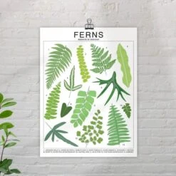 Ferns Species ID Chart - Botanical Houseplant Art Print -Eds Plant Shop ferns species id chart botanical houseplant art print 355536