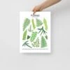 Ferns Species ID Chart - Botanical Houseplant Art Print -Eds Plant Shop ferns species id chart botanical houseplant art print 693196