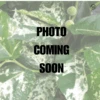 Ficus Aspera - Variegated Clown Fig -Eds Plant Shop ficus aspera variegated clown fig 929154