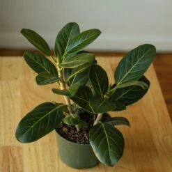 Ficus Benghalensis 'Audrey'