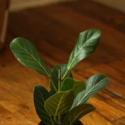 Ficus Benghalensis 'Audrey' -Eds Plant Shop ficus benghalensis audrey 325345