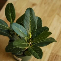 Ficus Benghalensis 'Audrey' -Eds Plant Shop ficus benghalensis audrey 486302