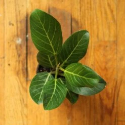 Ficus Benghalensis 'Audrey' -Eds Plant Shop ficus benghalensis audrey 487481