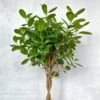 Ficus Benjamina - Braided Ficus Floor Plant 1 Ficus Benjamina - Braided Ficus Floor Plant -Eds Plant Shop ficus benjamina braided ficus floor plant 339130