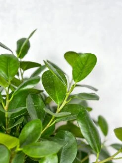 Ficus Benjamina - Braided Ficus Floor Plant -Eds Plant Shop ficus benjamina braided ficus floor plant 599227