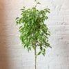 Ficus Benjamina - Standard Ficus Floor Plant -Eds Plant Shop ficus benjamina standard ficus floor plant 261069