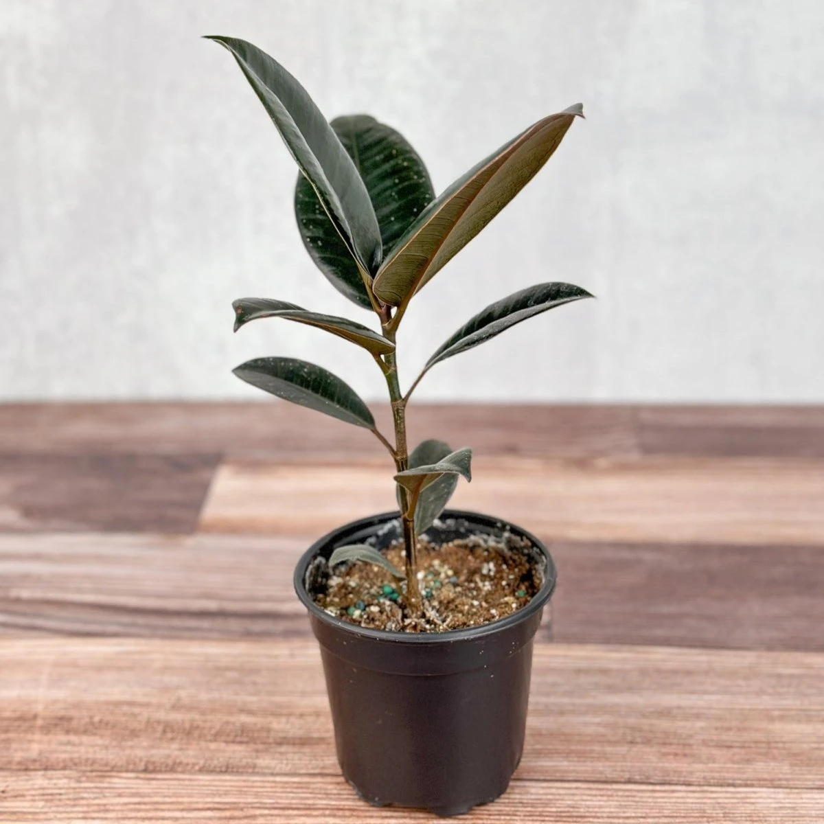 Ficus 'Burgundy' Rubber Plant 5 Ficus 'Burgundy' Rubber Plant - Image 3