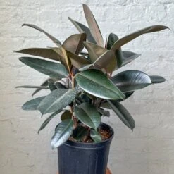 Ficus 'Burgundy' Rubber Plant 18 Ficus 'Burgundy' Rubber Plant -Eds Plant Shop ficus burgundy rubber plant 8 inch floor plant 367500